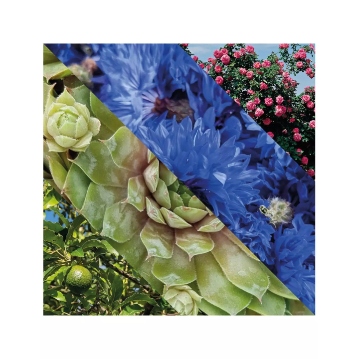 Crema de Ojos Plisson 20ml