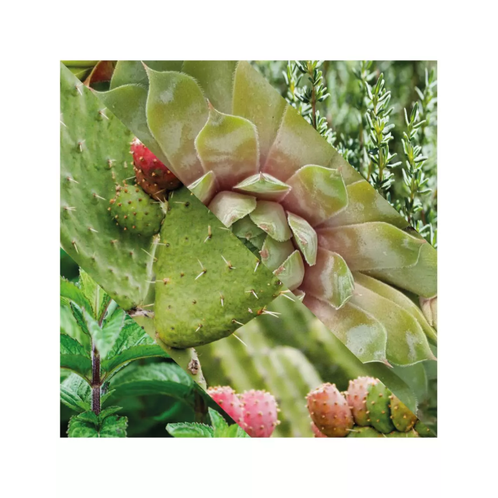 Plisson Daily Facial Cleansing Gel